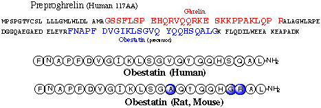 obestatin