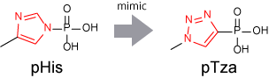 Histidine phosphorylation mimetic