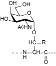 Glycopeptides containing monosaccharides