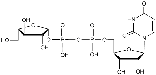 structure of UDP-β-L-Arabinofuranose