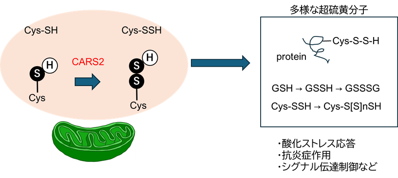 polysulfide-2