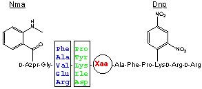 FRETS-25Xaa