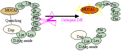 cathepsinde