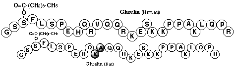 ghrelin-h-r