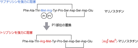 ペプチド性セリンプロテアーゼ阻害剤