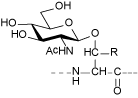 O-GlcNAc修饰