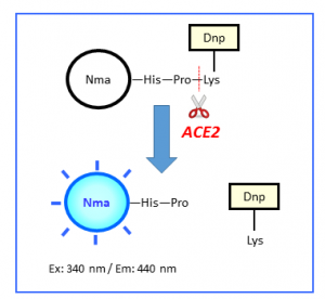 3237_Nma-His-Pro-Lys(Dnp)-2