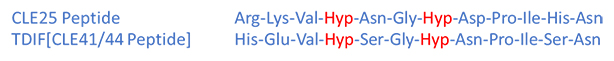 CLE25 Peptide・TDIF [CLE41/44 Peptide]