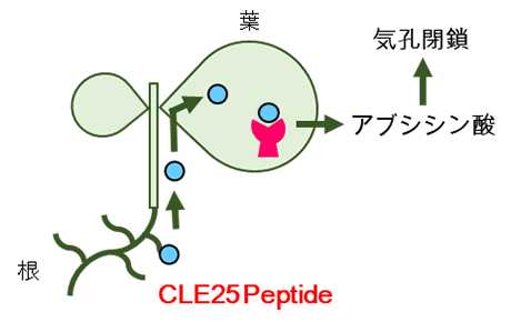 CLE25 Peptideによる乾燥ストレス応答