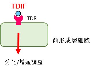 TDIF による前形成層細胞の増殖・分化制御