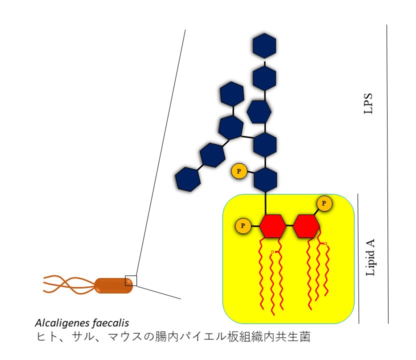 Structure of LPS