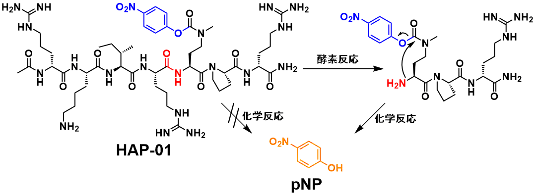 HAP-01 麹酸性プロテアーゼ (AP) 活性測定用基質 反応機構