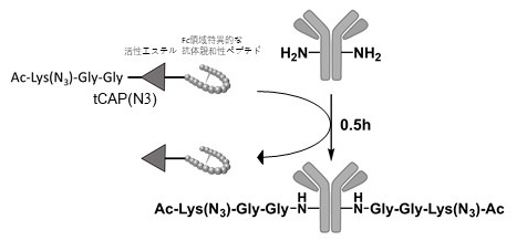 tCAP(N3)によるIgG修飾反応模式図